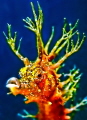   Hippocampus  
